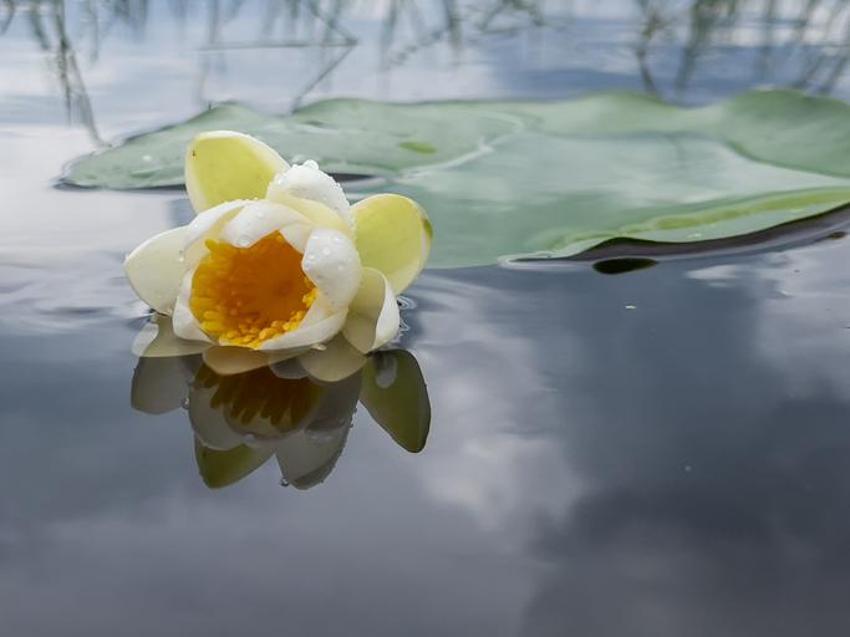 Nilüfer çiçeği köksüz mü? Köksüz nilüfer çiçeği ile lotus aynı mı, nilüfer çiçeğinin anlamı nedir, nilüfer çiçeği ne anlama gelir?
