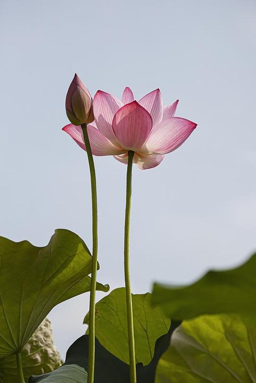 Nilüfer çiçeği köksüz mü? Köksüz nilüfer çiçeği ile lotus aynı mı, nilüfer çiçeğinin anlamı nedir, nilüfer çiçeği ne anlama gelir?