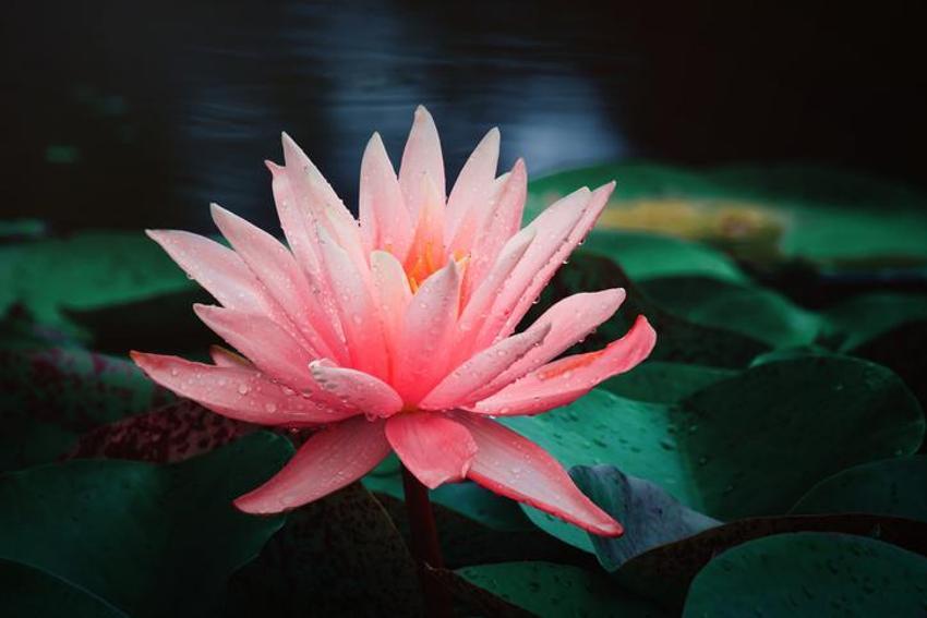 Nilüfer çiçeği köksüz mü? Köksüz nilüfer çiçeği ile lotus aynı mı, nilüfer çiçeğinin anlamı nedir, nilüfer çiçeği ne anlama gelir?