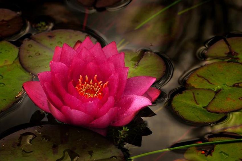 Nilüfer çiçeği köksüz mü? Köksüz nilüfer çiçeği ile lotus aynı mı, nilüfer çiçeğinin anlamı nedir, nilüfer çiçeği ne anlama gelir?