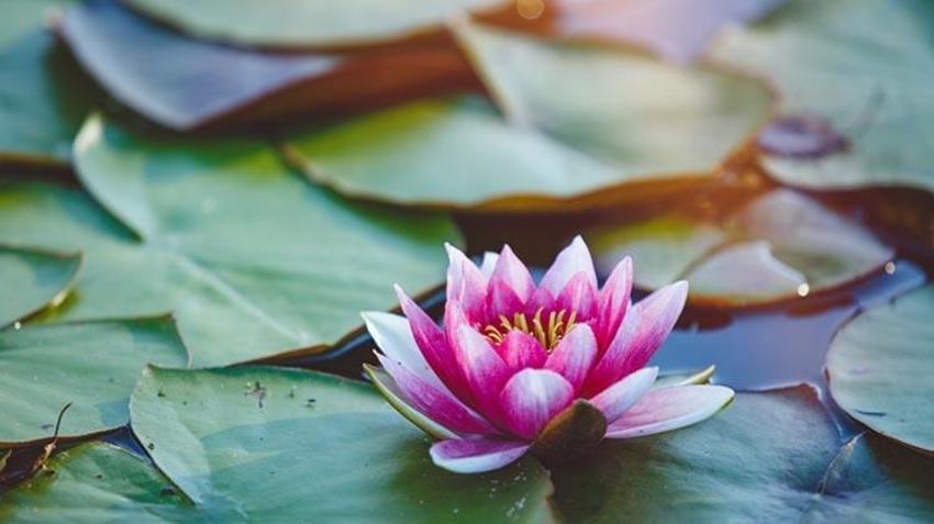 Nilüfer çiçeği köksüz mü? Köksüz nilüfer çiçeği ile lotus aynı mı, nilüfer çiçeğinin anlamı nedir, nilüfer çiçeği ne anlama gelir?