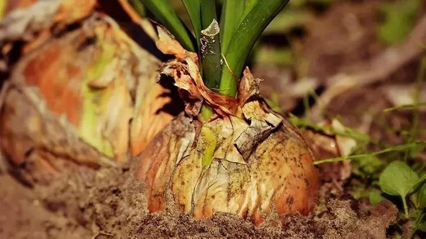 A, C, E vitaminleriyle yaşlanmaya karşı tek başına savaşıyor! Her yemeğe bir çimdik dökün: 25 farklı antioksidan içeriyor!