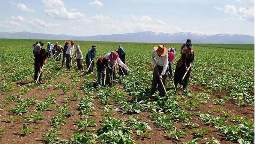 Tarım ve Orman Bakanlığı 1500 işçi alımını İŞKUR üzerinden alıyor! Tarım ve Orman Bakanlığı İŞKUR 1500 personel alım ekranı ve başvuru şartları...