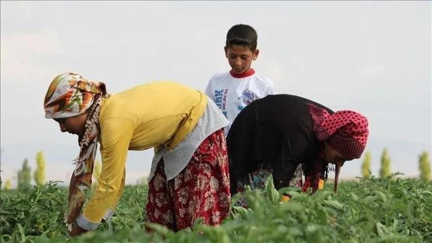 Tarım ve Orman Bakanlığı 1500 işçi alımını İŞKUR üzerinden alıyor! Tarım ve Orman Bakanlığı İŞKUR 1500 personel alım ekranı ve başvuru şartları...