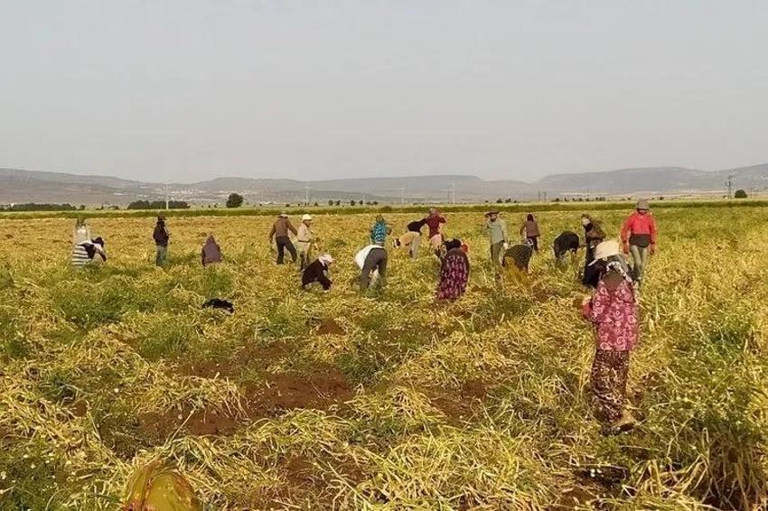 Tarım ve Orman Bakanlığı 1500 işçi alımını İŞKUR üzerinden alıyor! Tarım ve Orman Bakanlığı İŞKUR 1500 personel alım ekranı ve başvuru şartları...