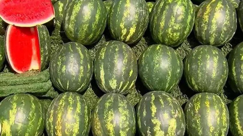 Adana karpuzu mayıs ayında sofralarda olacak! Kilo fiyatı açıklandı