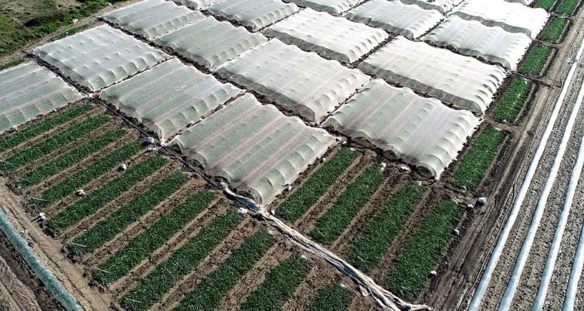 Adana karpuzu mayıs ayında sofralarda olacak! Kilo fiyatı açıklandı