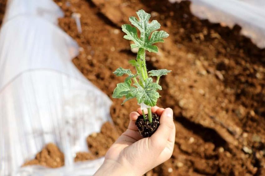 Adana karpuzu mayıs ayında sofralarda olacak! Kilo fiyatı açıklandı