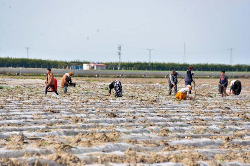 Adana karpuzu mayıs ayında sofralarda olacak! Kilo fiyatı açıklandı