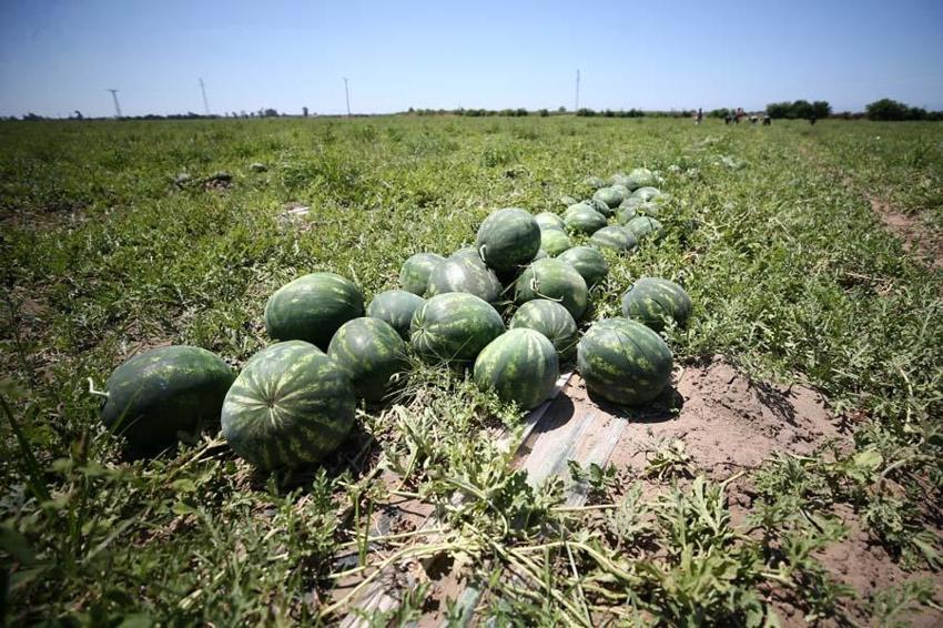 Adana karpuzu mayıs ayında sofralarda olacak! Kilo fiyatı açıklandı