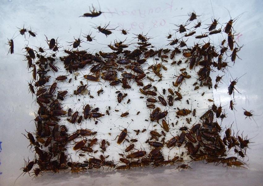 Çoğu kişinin korktuğu hamam böceklerini fosseptik ve rögardan elleriyle topluyorlar!