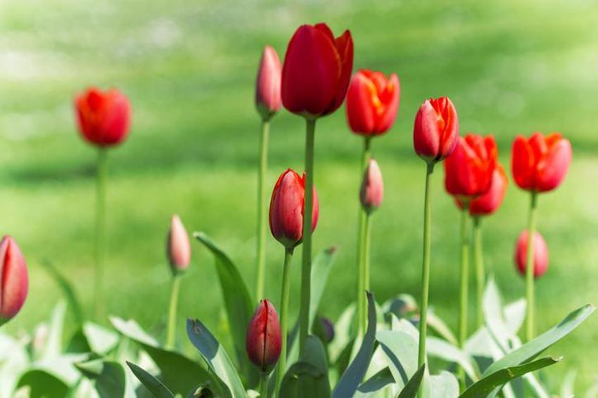 Nevruz ne zaman 2024? Nevruza kaç gün kaldı, nevruz ayın kaçında, nevruzda neden ateş yakılır ve ateşten atlanır?