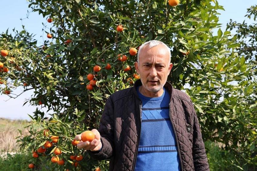 Adana'da narenciye bahçede kaldı! Kilosu 1 liradan satışa sunuluyor