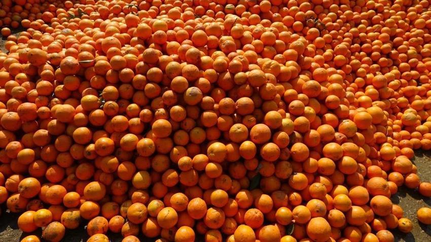 Adana'da narenciye bahçede kaldı! Kilosu 1 liradan satışa sunuluyor