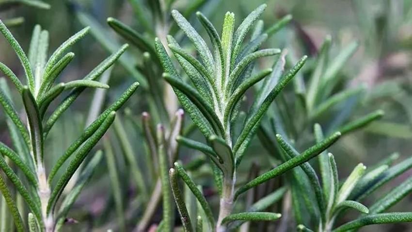 Tadı da kokusu da faydası da bitmiyor! Unutkanlığa, dikkat eksikliğine karşı biberiyeyi her gün saçınıza sürün