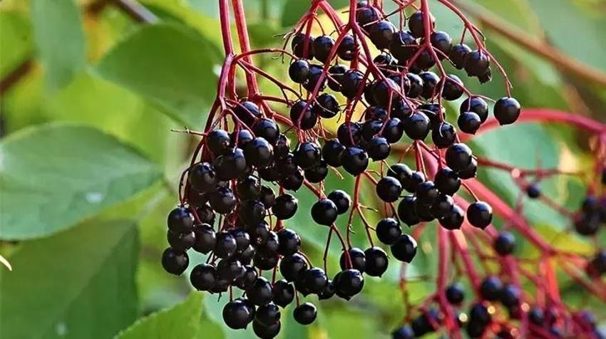 Vücut illtihabını kökünden atıyor! Kara mürverin mucize etkisi bir kez daha ortaya çıktı