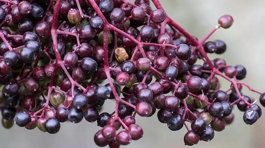 Vücut illtihabını kökünden atıyor! Kara mürverin mucize etkisi bir kez daha ortaya çıktı