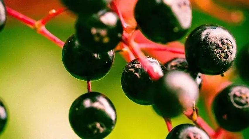 Vücut illtihabını kökünden atıyor! Kara mürverin mucize etkisi bir kez daha ortaya çıktı