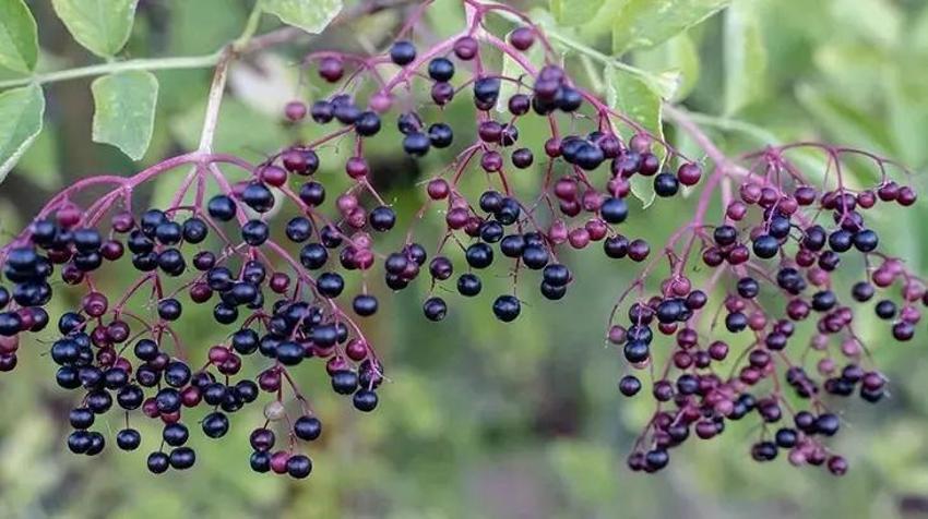 Vücut illtihabını kökünden atıyor! Kara mürverin mucize etkisi bir kez daha ortaya çıktı