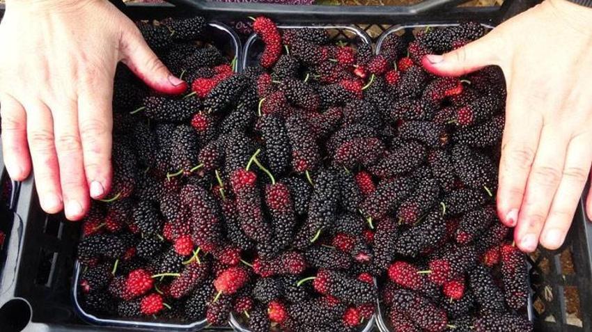 Karadut üreticisinin yüzünü güldürüyor! Kilo fiyatı açıklandı