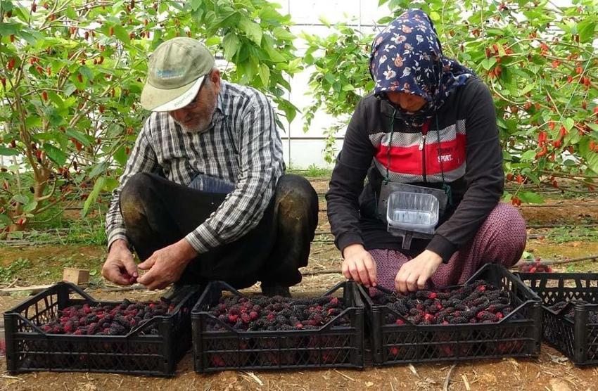 Karadut üreticisinin yüzünü güldürüyor! Kilo fiyatı açıklandı