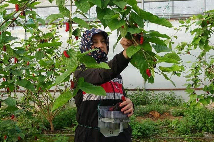 Karadut üreticisinin yüzünü güldürüyor! Kilo fiyatı açıklandı