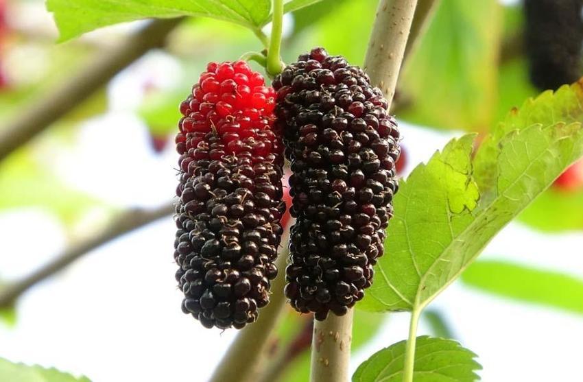 Karadut üreticisinin yüzünü güldürüyor! Kilo fiyatı açıklandı