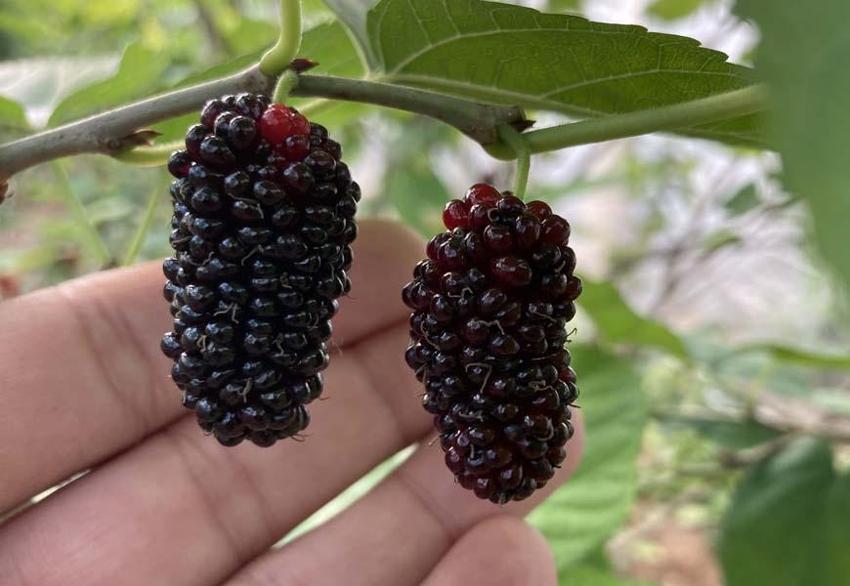 Karadut üreticisinin yüzünü güldürüyor! Kilo fiyatı açıklandı