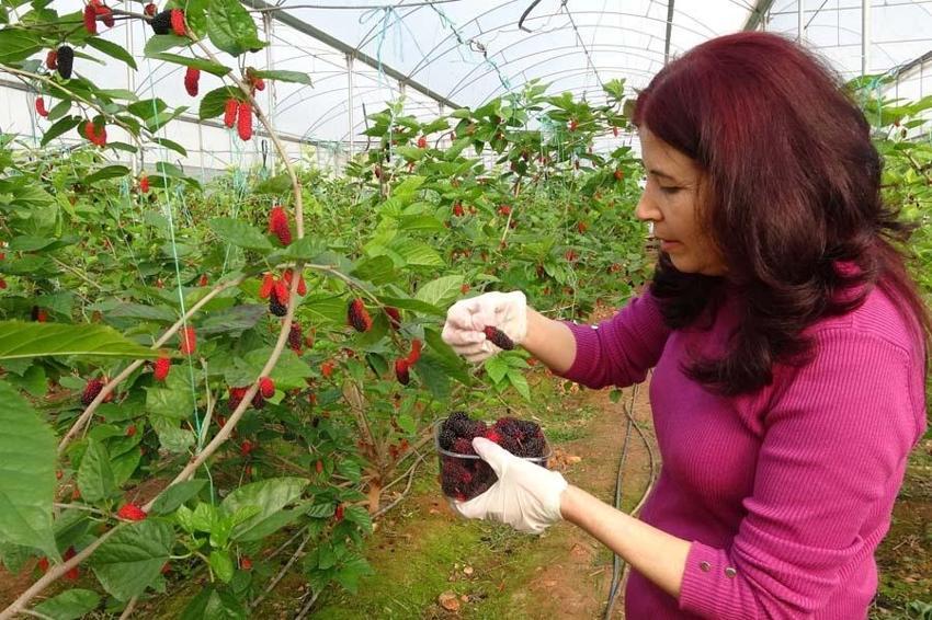 Karadut üreticisinin yüzünü güldürüyor! Kilo fiyatı açıklandı