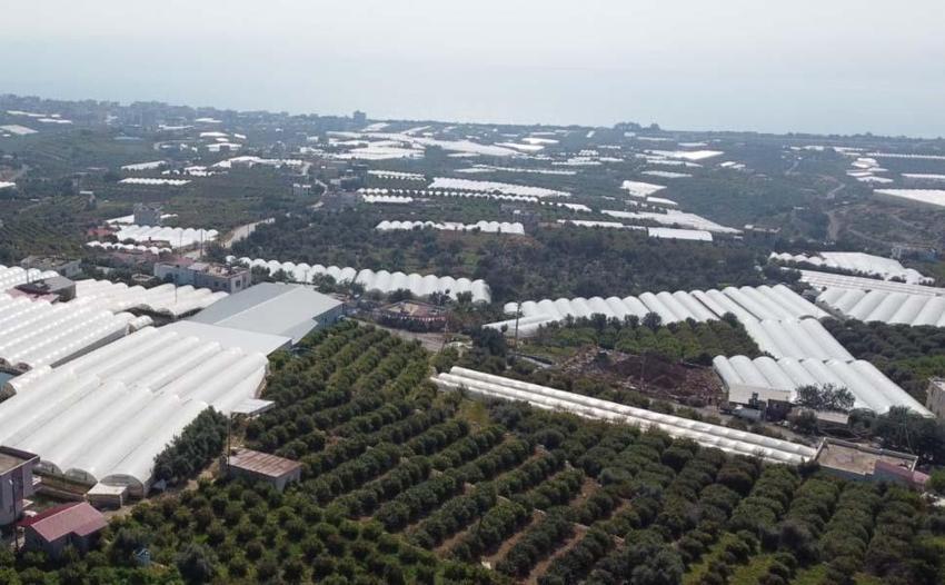 Karadut üreticisinin yüzünü güldürüyor! Kilo fiyatı açıklandı