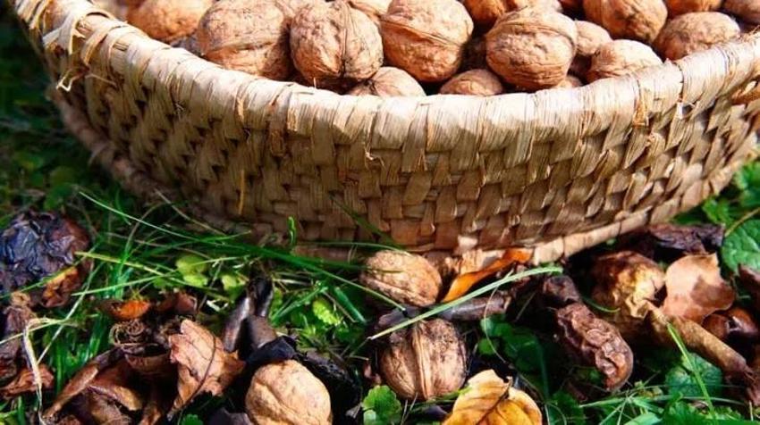 Damar tıkanıklığı sebebi yağı bir anda yok ediyor! Günde 5 adet yiyen kolestrol lafını bir daha ağzına almıyor