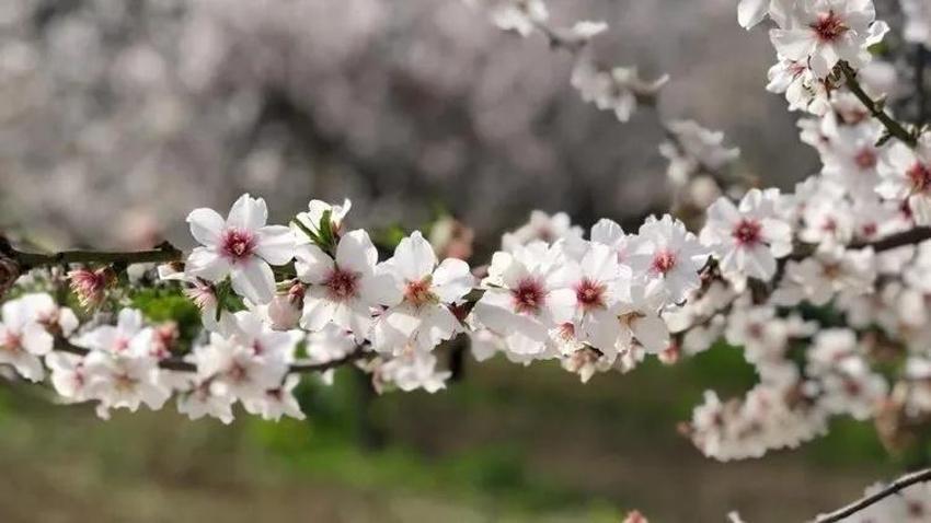 Nevruz Bayramı kutlama mesajları 2024 || Baharın gelişini müjdeleyen kısa, anlamlı, resimli Nevruz bayramınız kutlu olsun mesajları ile 21 Mart Nevruz Bayramı sözleri