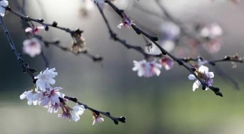 Bahar müjdesi Nevruz Bayramı'nın en yeni mesajları: Kır çiçekli, yazılı ve resimli Nevruz mesajları