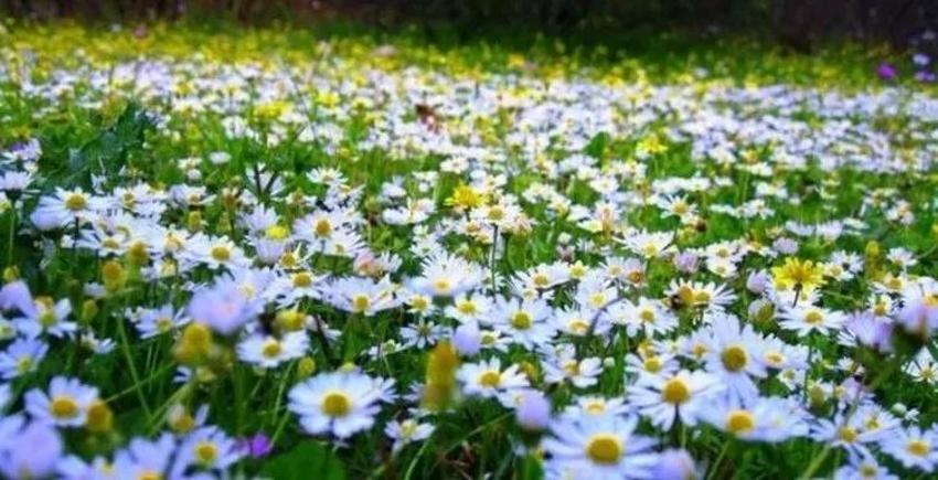 Bahar müjdesi Nevruz Bayramı'nın en yeni mesajları: Kır çiçekli, yazılı ve resimli Nevruz mesajları