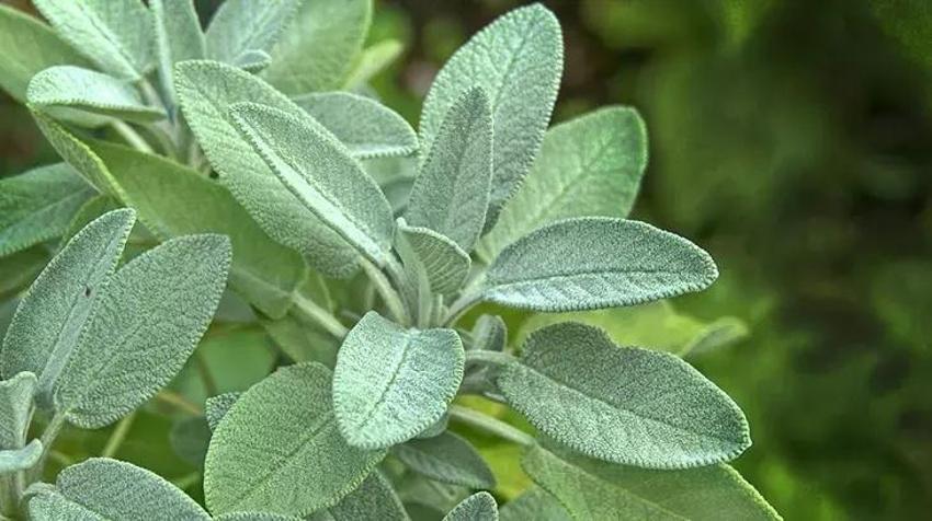 Karnınızı içeri çekmeye son: Bu karışım karnı dümdüz yapıyor! Tek şart var: Yatmadan önce için