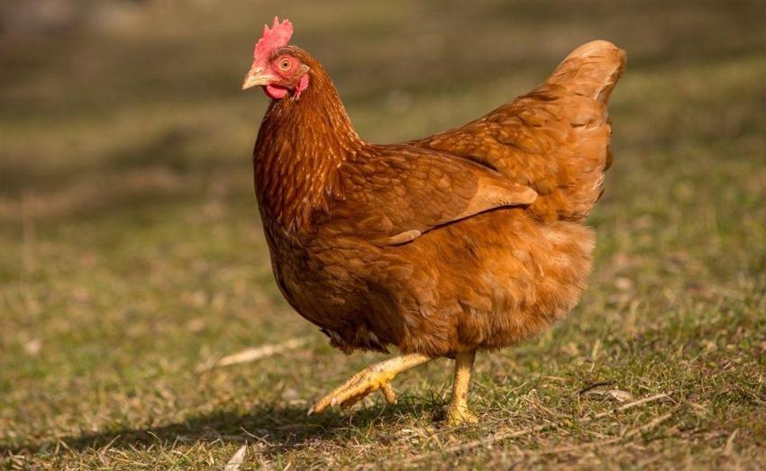Adana'da hayvanlarla ilgili inançlar şaşırtıyor: Kimi Hac'dan geliyor, kimi şeytanın ta kendisi!