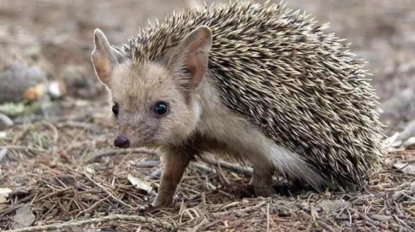Adana'da hayvanlarla ilgili inançlar şaşırtıyor: Kimi Hac'dan geliyor, kimi şeytanın ta kendisi!