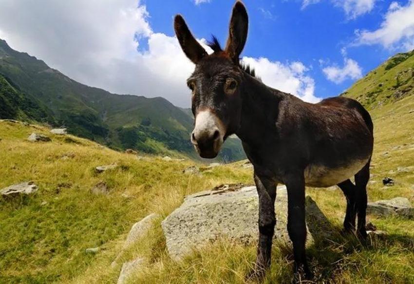 Adana'da hayvanlarla ilgili inançlar şaşırtıyor: Kimi Hac'dan geliyor, kimi şeytanın ta kendisi!