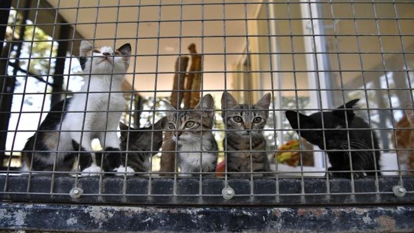 Adana'da hayvanlarla ilgili inançlar şaşırtıyor: Kimi Hac'dan geliyor, kimi şeytanın ta kendisi!