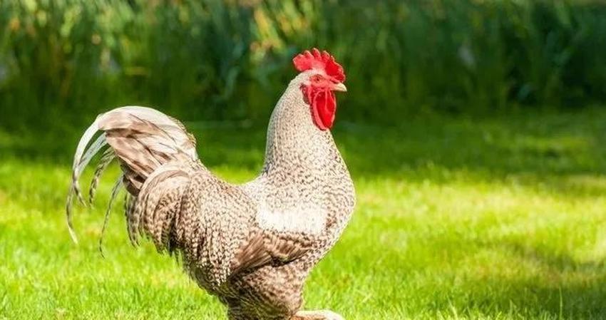 Adana'da hayvanlarla ilgili inançlar şaşırtıyor: Kimi Hac'dan geliyor, kimi şeytanın ta kendisi!