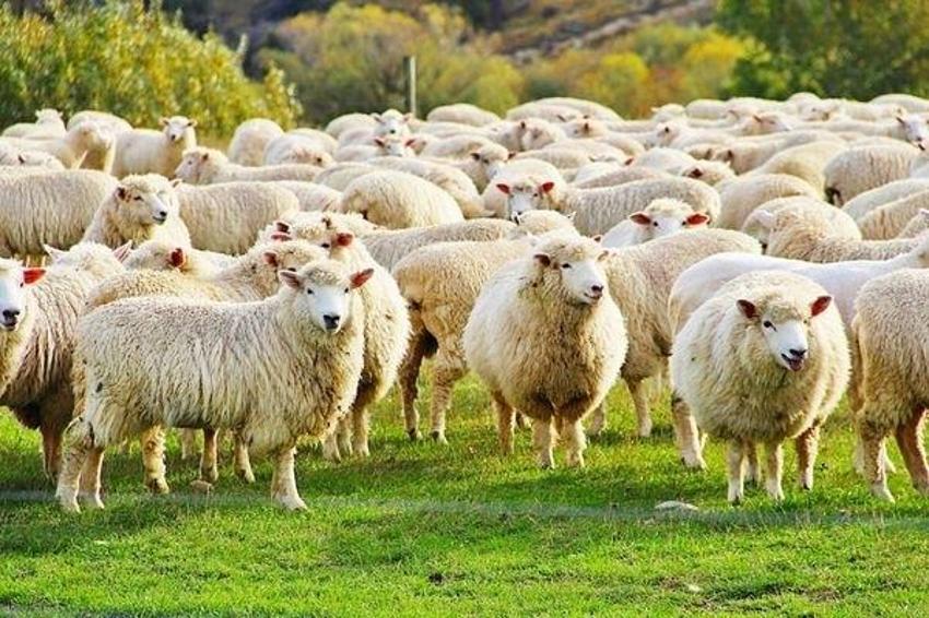 Adana'da hayvanlarla ilgili inançlar şaşırtıyor: Kimi Hac'dan geliyor, kimi şeytanın ta kendisi!