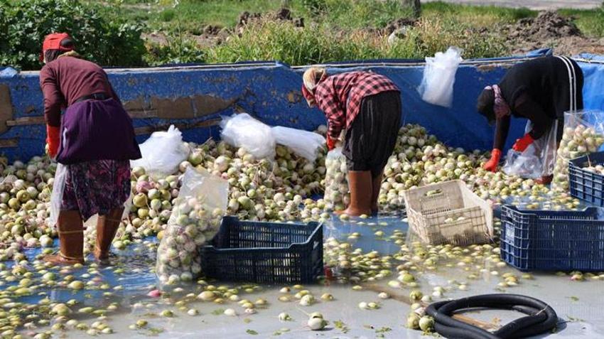 Adana’da yetişen turp, pırasa ve ıspanaklar deprem bölgesinde talep görüyor