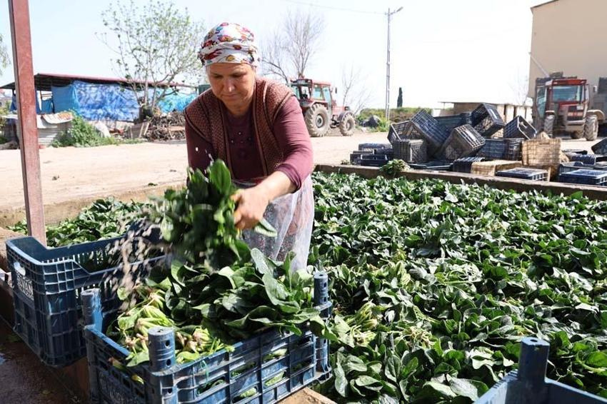 Adana’da yetişen turp, pırasa ve ıspanaklar deprem bölgesinde talep görüyor
