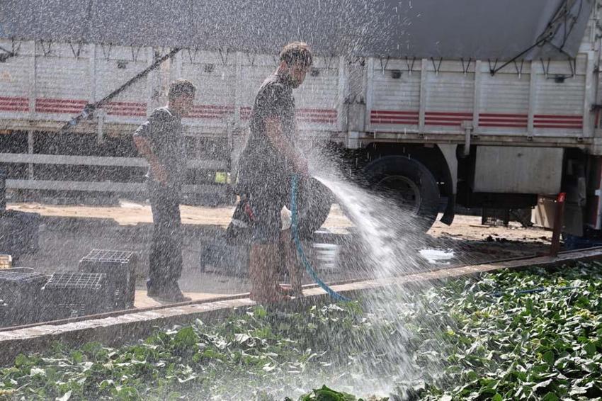 Adana’da yetişen turp, pırasa ve ıspanaklar deprem bölgesinde talep görüyor