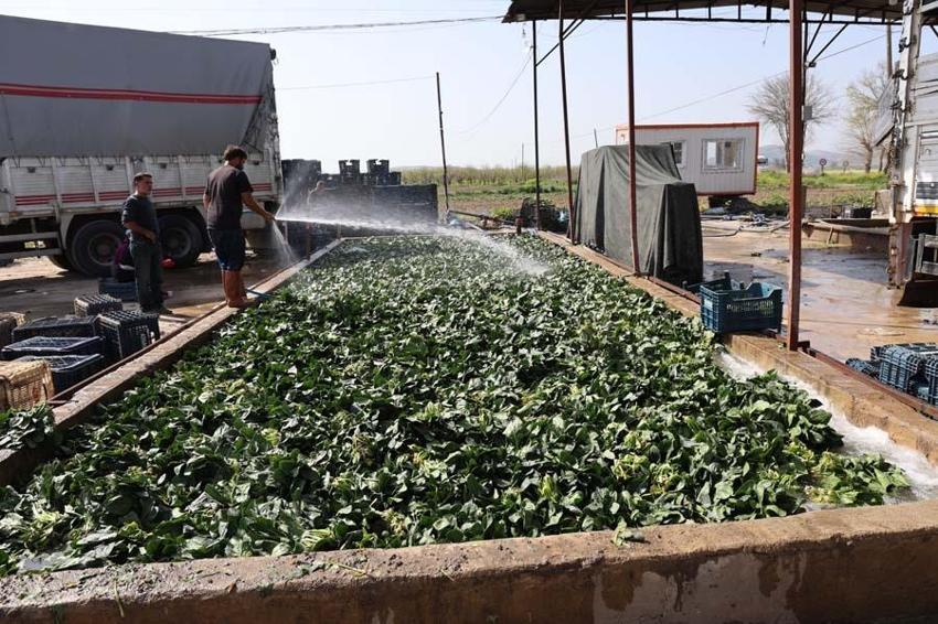 Adana’da yetişen turp, pırasa ve ıspanaklar deprem bölgesinde talep görüyor