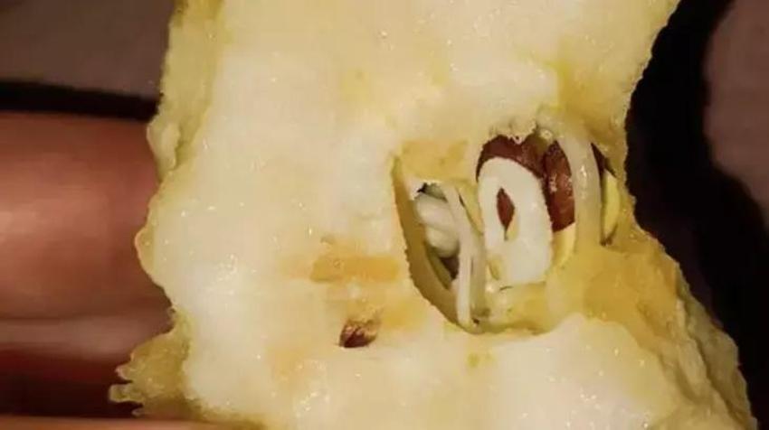 Elmayı ısıırdı, içindekini görünce gözlerine inanamadı! İlk bakan solucan sanıyor ama gerçek bambaşka...