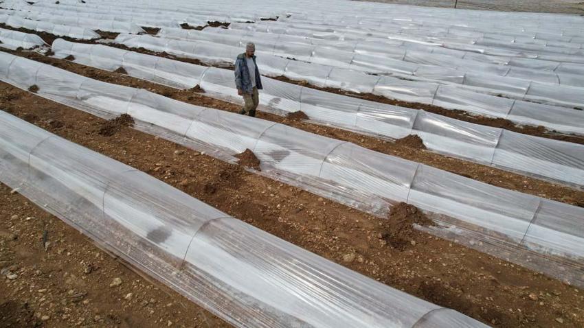 Adana karpuzu Mayıs ayında sofralarda olacak! Kilo fiyatı açıklandı