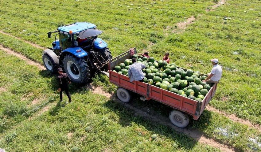 Adana karpuzu Mayıs ayında sofralarda olacak! Kilo fiyatı açıklandı