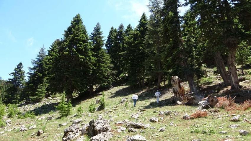 Sadece Adana'da üretiliyor! Akciğer hastalıkları dahil her derde deva oluyor