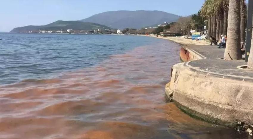 Marmara Denizi'nde müsilaj alarmı: Geri gelecek